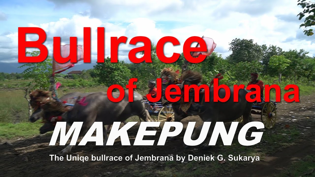 Makepung, The Unique Bullrace of Jembrana, Bali 241225