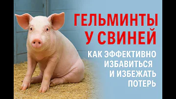 Глисты свиней, как от них эффективно избавиться и не допустить убытков: падежа и перерасхода кормов
