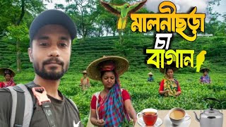 মালনিছড়া চা বাগান। বাংলাদেশের প্রাচীনতম চা বাগানের গল্প।ছড়া চা বাগান।Malnicherra Tea Estate.