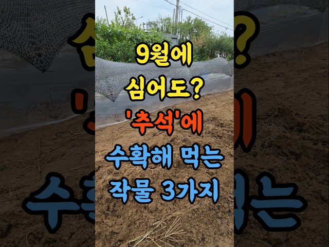 9월에 심어도 그해 '추석'에 수확해 먹을 수 있는 작물 3가지