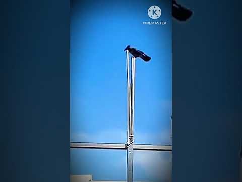 هذا الطائر فعل ما عجزنا عنه لماذا لن نحارب مع فلسطين