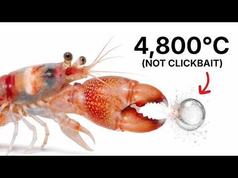 The Tiny Creature That Breaks the Laws of Physics