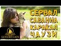 Luxury Cats - Коротко о каракалах, сервалах, саваннах и чаузи