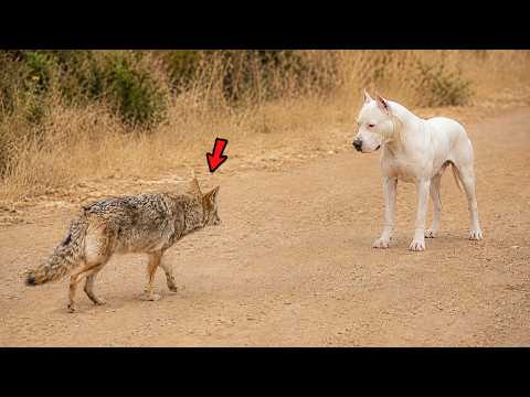 When a Wolf Attacks a Dog... It Paid a FATAL Price!
