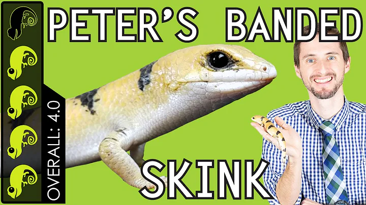 Peter's Banded Skink, The Best Pet Lizard?