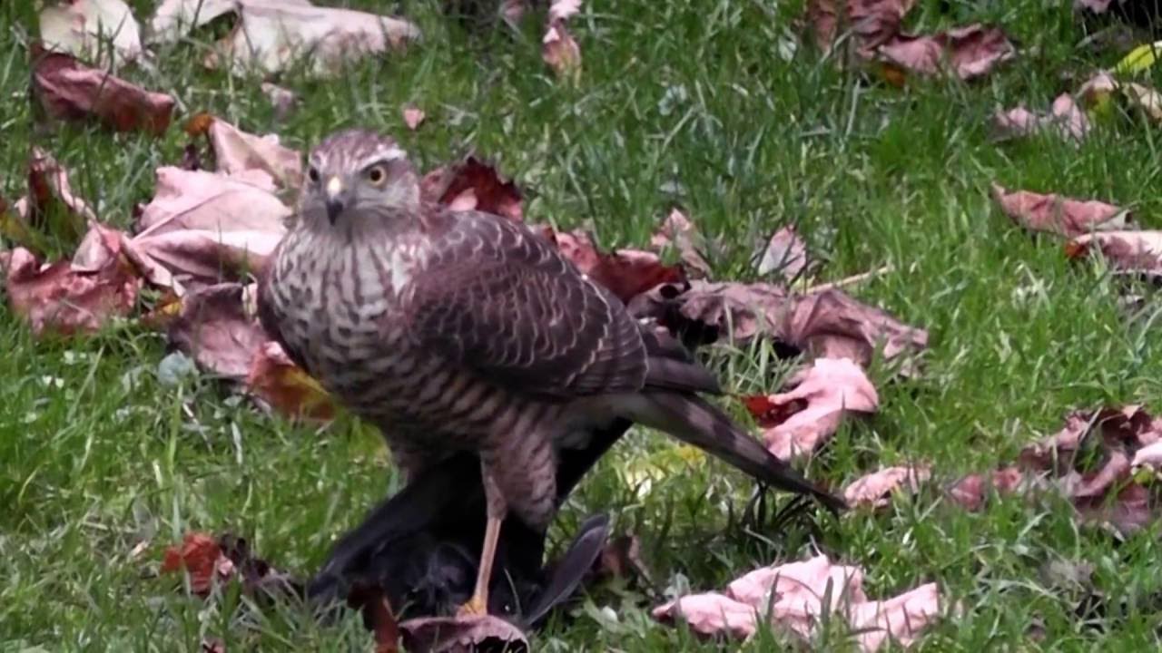 Greifvogel mit Beute im Garten YouTube