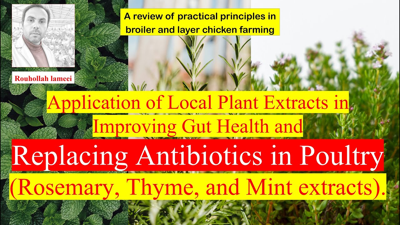 Application of Local Plant Extracts in Improving Gut Health and Replacing Antibiotics in Poultry.