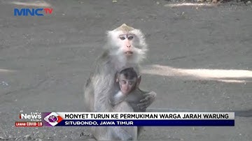 Kelaparan, Segerombolan Monyet Jarah Warung Milik Warga di Situbondo - LIM 18/05