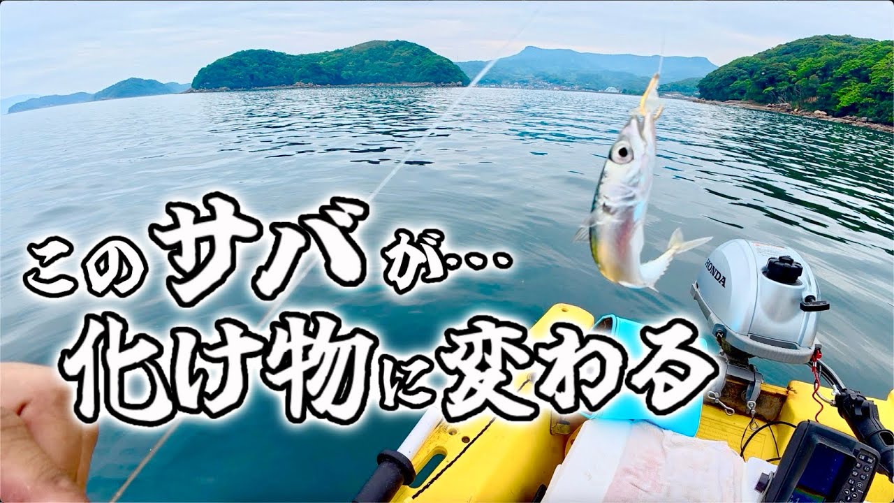 魚信さま、5キロ A small mackerel transformed into a giant fish! This fishing