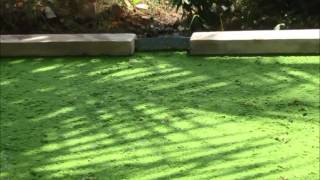 Success of azolla 1