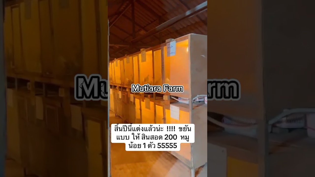 istri meesuan menampilkan anak sang legend #video #ayampamaiq