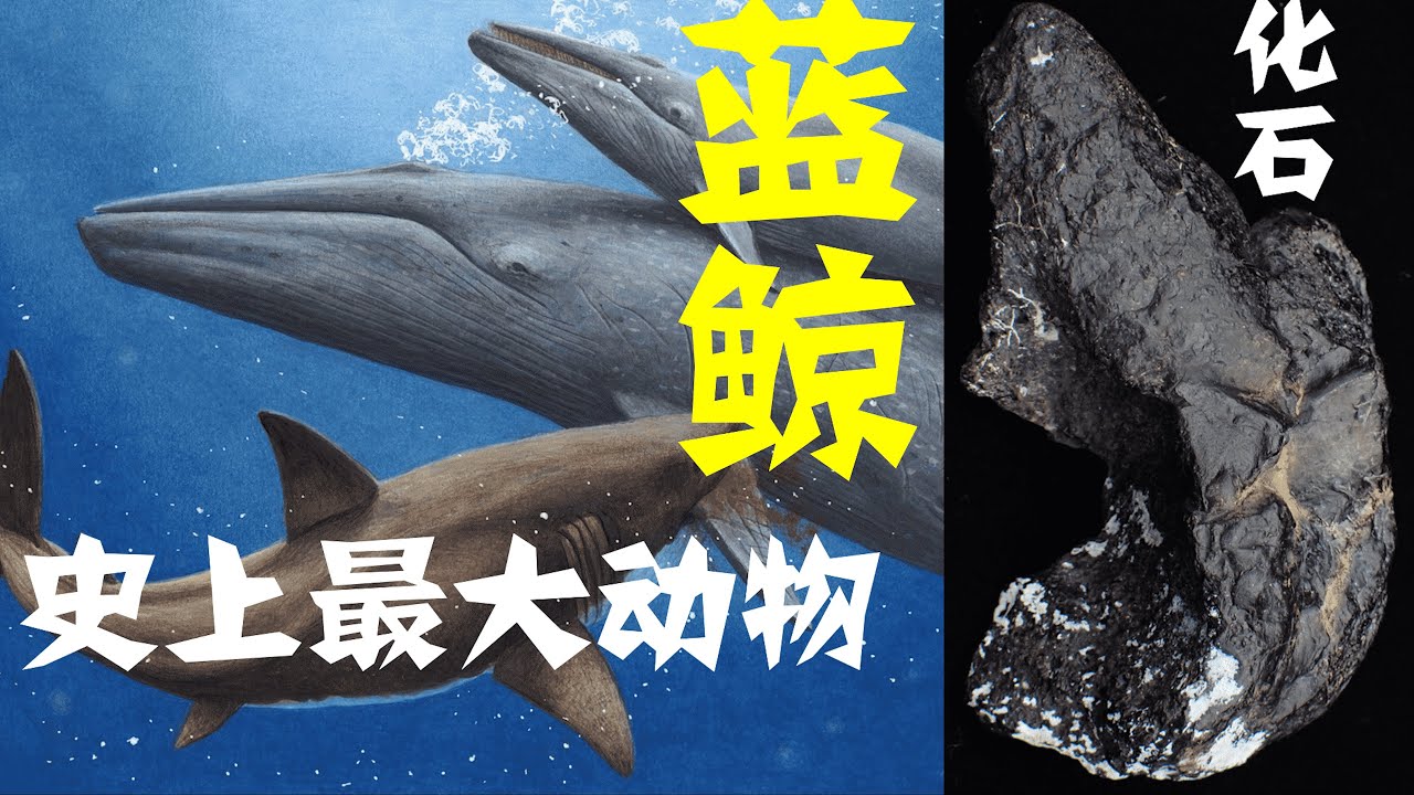 史上最大的动物到底多大？蓝鲸体长体重与须鲸听觉的那些事