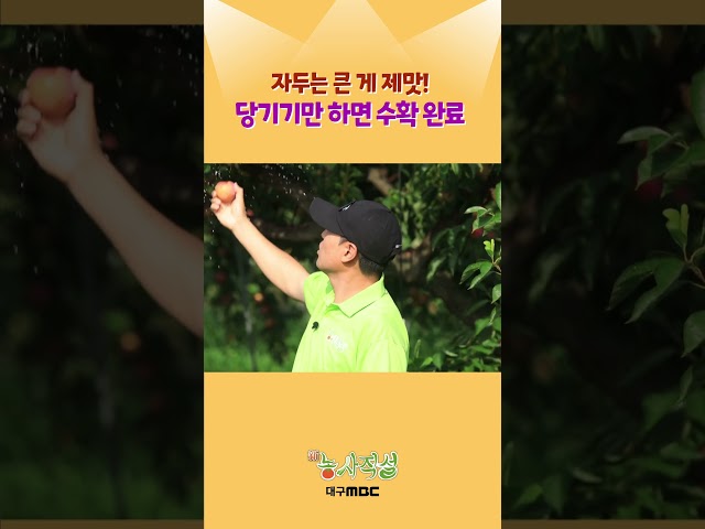 변비에도 좋은 새콤달콤 자두🤩 #대구mbc #자두