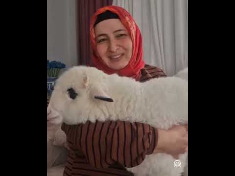 "Kuzu Sayesinde Oğlumu Yeniden Kazandım" | Otizmli Ali Eren’in İnanılmaz Değişimi #hayvan #otizm