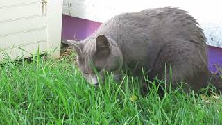[Tear Loose] (BUGSEED) --Cat Music Video--