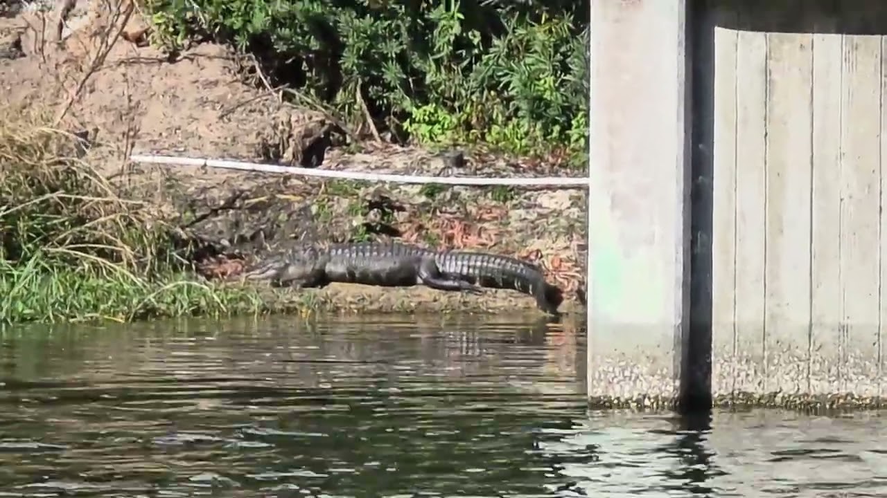 Downtown Celebration walk 😀