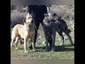 Dodonia Eagle Kennel Bloodlines And New Generation Of Pure Ilyrian Molos Puppies Dodonia Eagle Kennel Bloodlines And New Generation Of Pure Ilyrian Molos Puppies