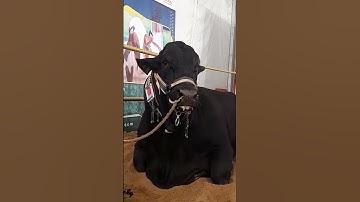 Thumbnail of Black Cow #shorts #viral #viralvideo