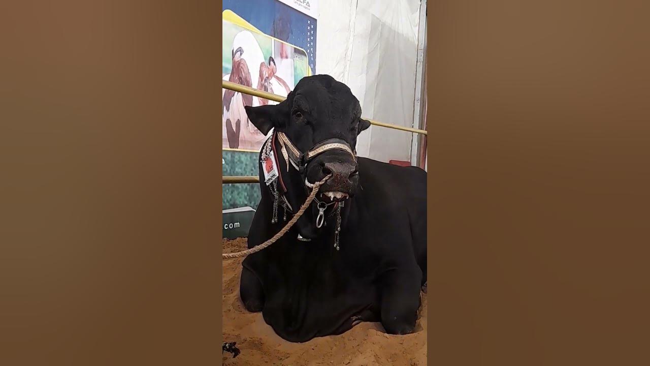 Black Cow #shorts #viral #viralvideo