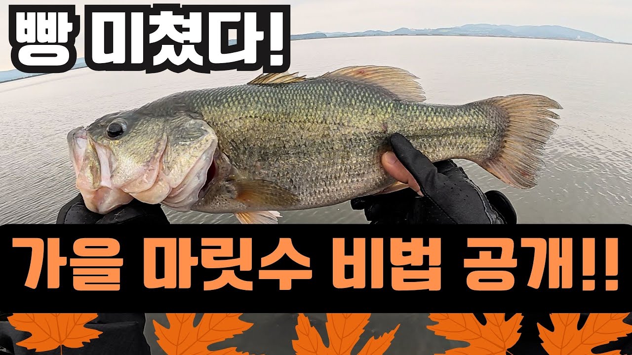 가을엔 이렇게 해야 마릿수합니다! 🍂 (포인트 공개)