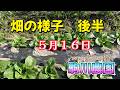 畑の様子５月１６日後半　駒川農園　26.5.18