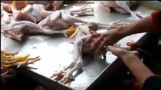 أحترس شاهد كيف يتم غش الدجاج بعد الذبح