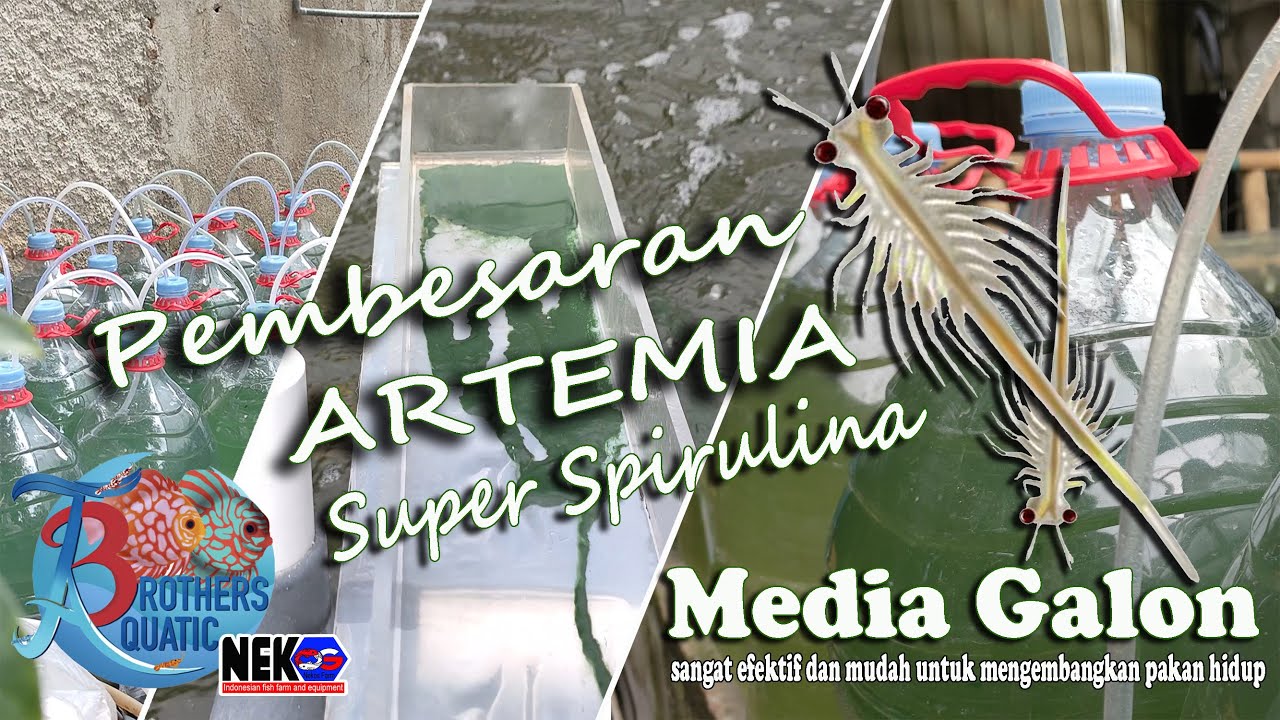 CARA PENETASAN DAN PEMBESARAN ARTEMIA MEDIA GALON PAKAN SPIRULINA  - TheeBrothersAquatic Nekos