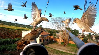 Bẫy Chim Sẻ /Điểm Cũ -File Chim Mới -Đánh Tan Nát Đàn Chim Dại