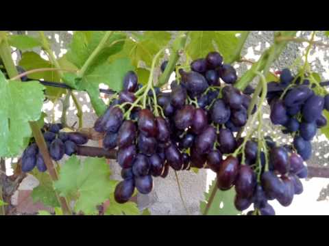 ВИНОГРАД КАТАЛОНИЯ.