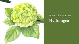 Real time watercolor painting: a green hydrangea with relaxing piano music (outline available)