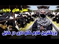 نسل های جدید گاو بزرگترین فارم گاو داری در کابل گزارش فرشته عظیمی
