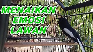 kacer gacor besetan kasar cepat menaikan emosi kacer lain