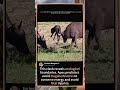 Giant Elephant Charges Tiger Squad! Safari Shock Moment#AnimalKingdom #safari