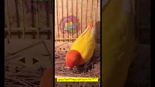 Mutasi Lovebird Viral 2025, Paling Banyak Dicari Penghobi Lovebird