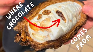 Where Chocolate Comes From
