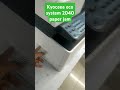 Kyocera Eco system 2040 mini photocopier #viralshorts #youtubeshorts #reels