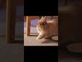 満腹うさぎのあくび