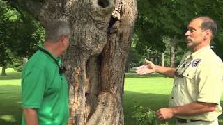 Gardening In the City - Tree Rot Repair