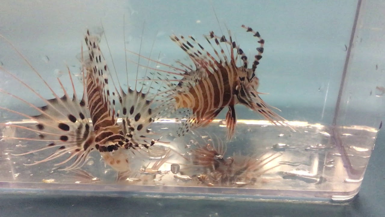 Antennata Lionfish