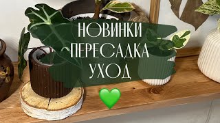 Обзор новинок комнатных растений 💚пересадка традесканции| уход за растениями