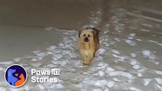 Snow fell -20 degrees C, she asked for food to feed her 8 newborn puppies