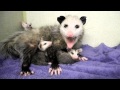 Mother Opossum and Babies 2