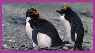 Macaroni Penguin