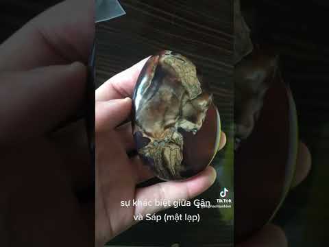 Video Sự khác biệt giữa Gân và Sáp mật lạp trên 1 viên hổ... - youtube