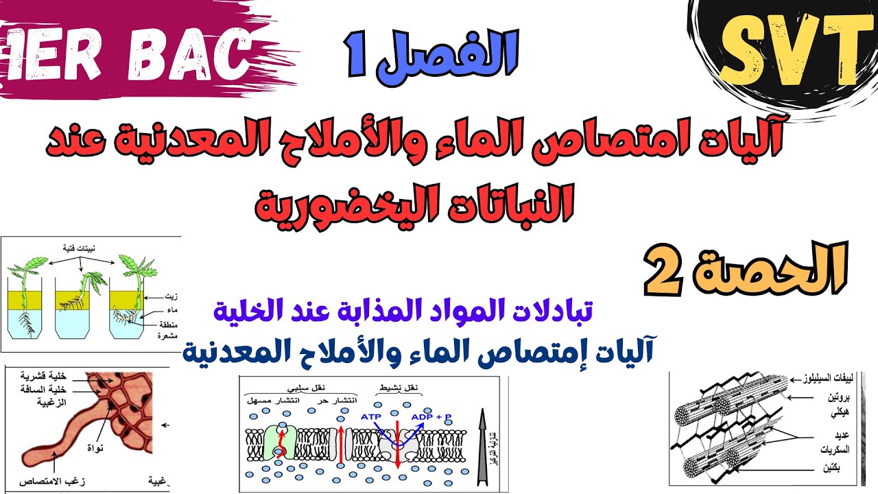 أولى باك | SVT | الفصل 1 : آلیات امتصاص الماء والأملاح المعدنیة عند النباتات الیخضوریة | الحصة 2