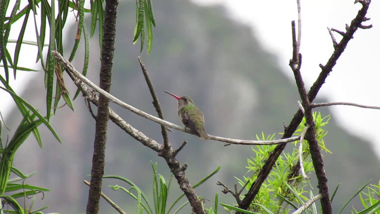 Dusky Hummingbird