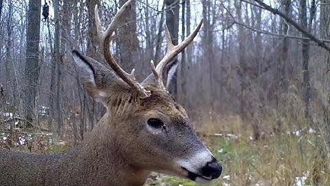Trail Camera : The Scent Dripper Experiment (Do they work for bucks?)