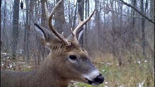 Trail Camera : The Scent Dripper Experiment (Do they work for bucks?)
