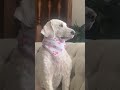 Neighborhood watch dog 🐩#goldendoodle #pets #animalshorts #guarddog #petsofyoutube #animallovers