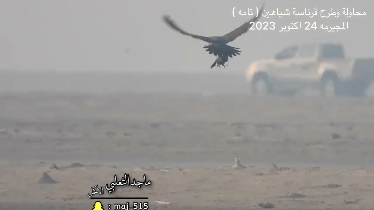 محاولة وطرح قرناسة شاهين ( تامه ) بالمجيرمه 24 اكتوبر 2023